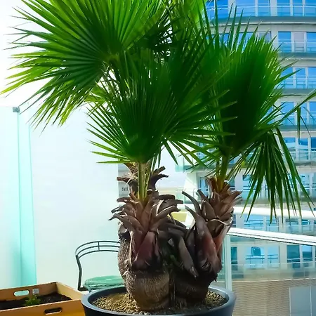 Appartamento Oasis Buarcos